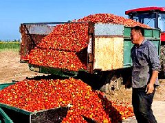 這是番茄收購真正需要的衡安番茄收購系統(tǒng)