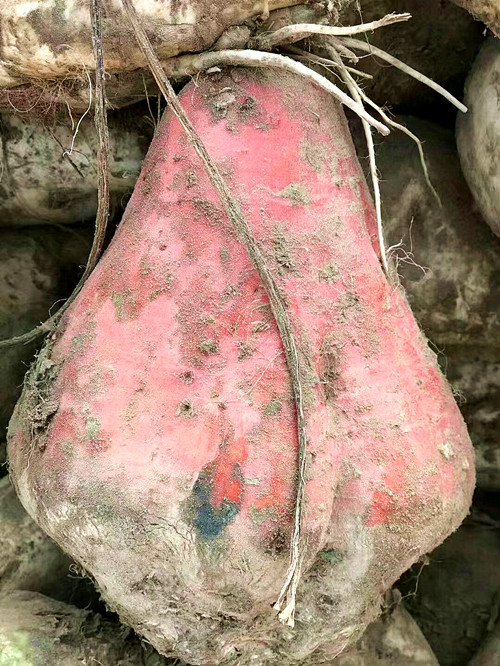 衡安甜菜收購系統(tǒng) 衡安甜菜收購系統(tǒng)